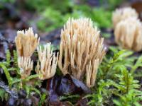 Mehrere Fichten-Koralle Pilze in verschiedenen Größen